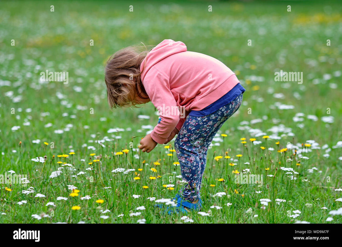 Une jeune fille de 3-4 ans dans des vêtements décontractés dans une belle prairie d'été ramasser des fleurs Banque D'Images