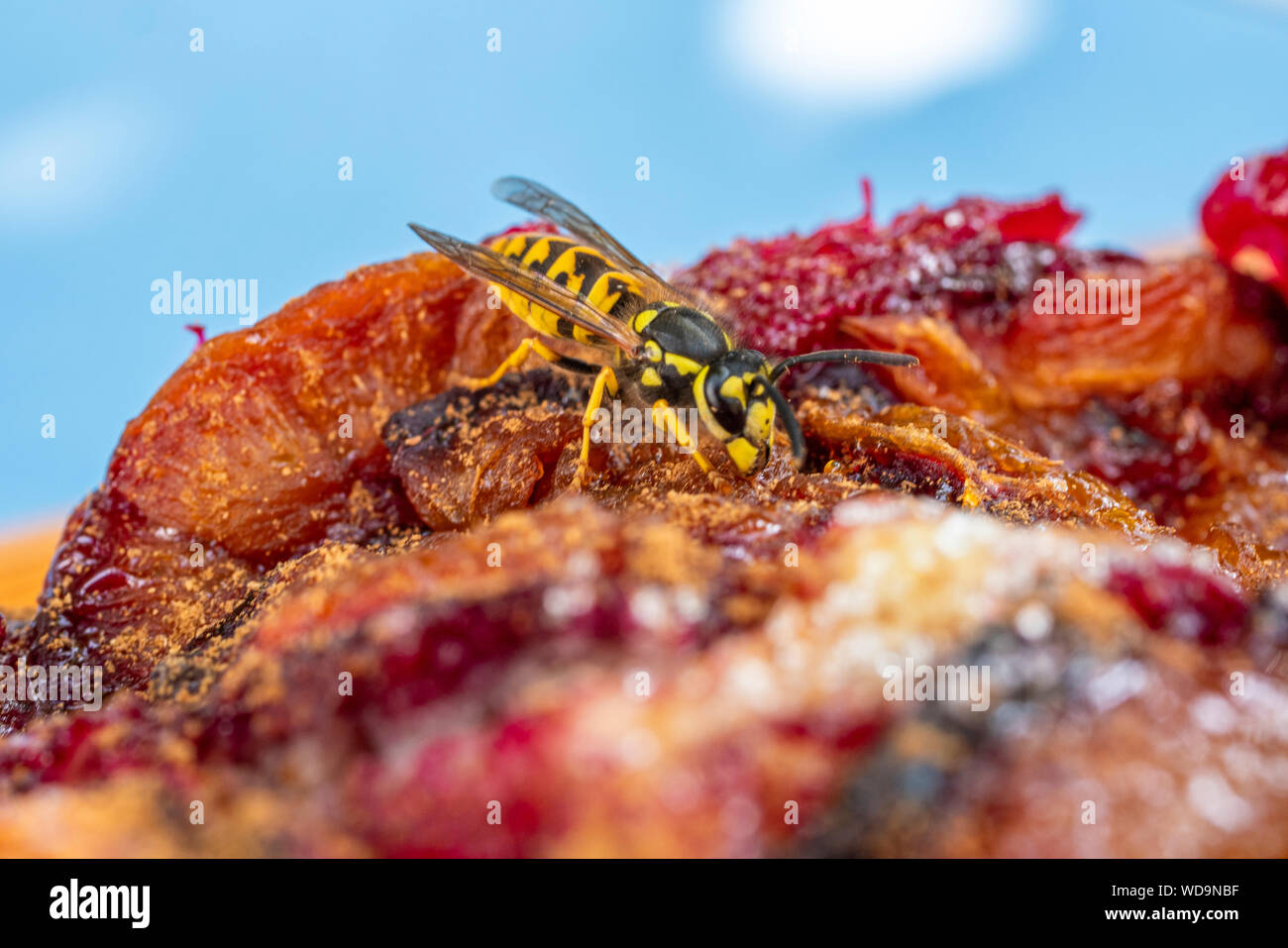 Guêpe Vespula germanica (allemand) se nourrissant de gâteau aux prunes, Bavaria, Germany, Europe Banque D'Images