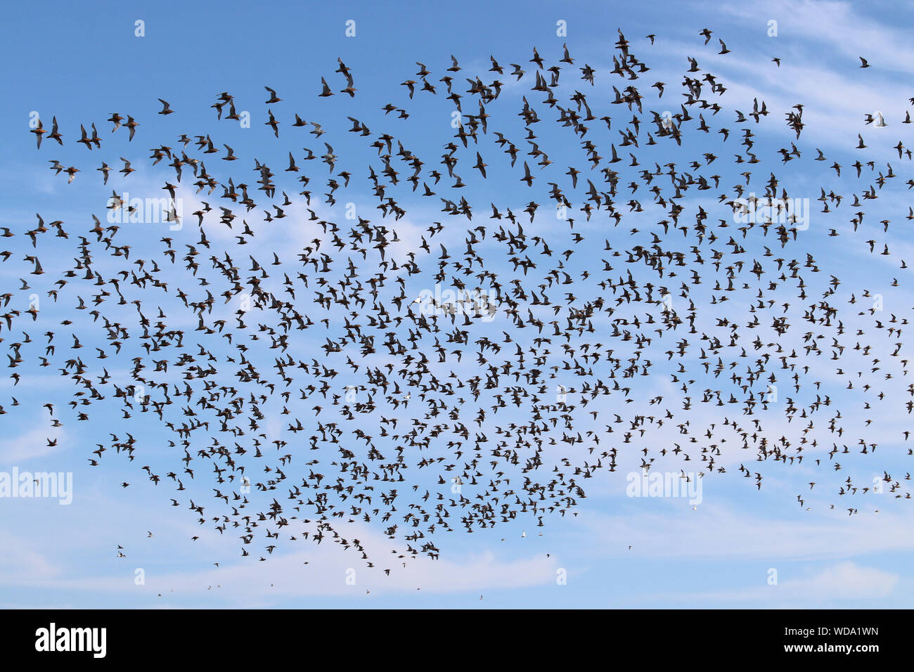 Une volée d'oiseaux volant au-dessus de King's Lynn Beach. Un spectaculaire Snettisham qui se passe. Banque D'Images