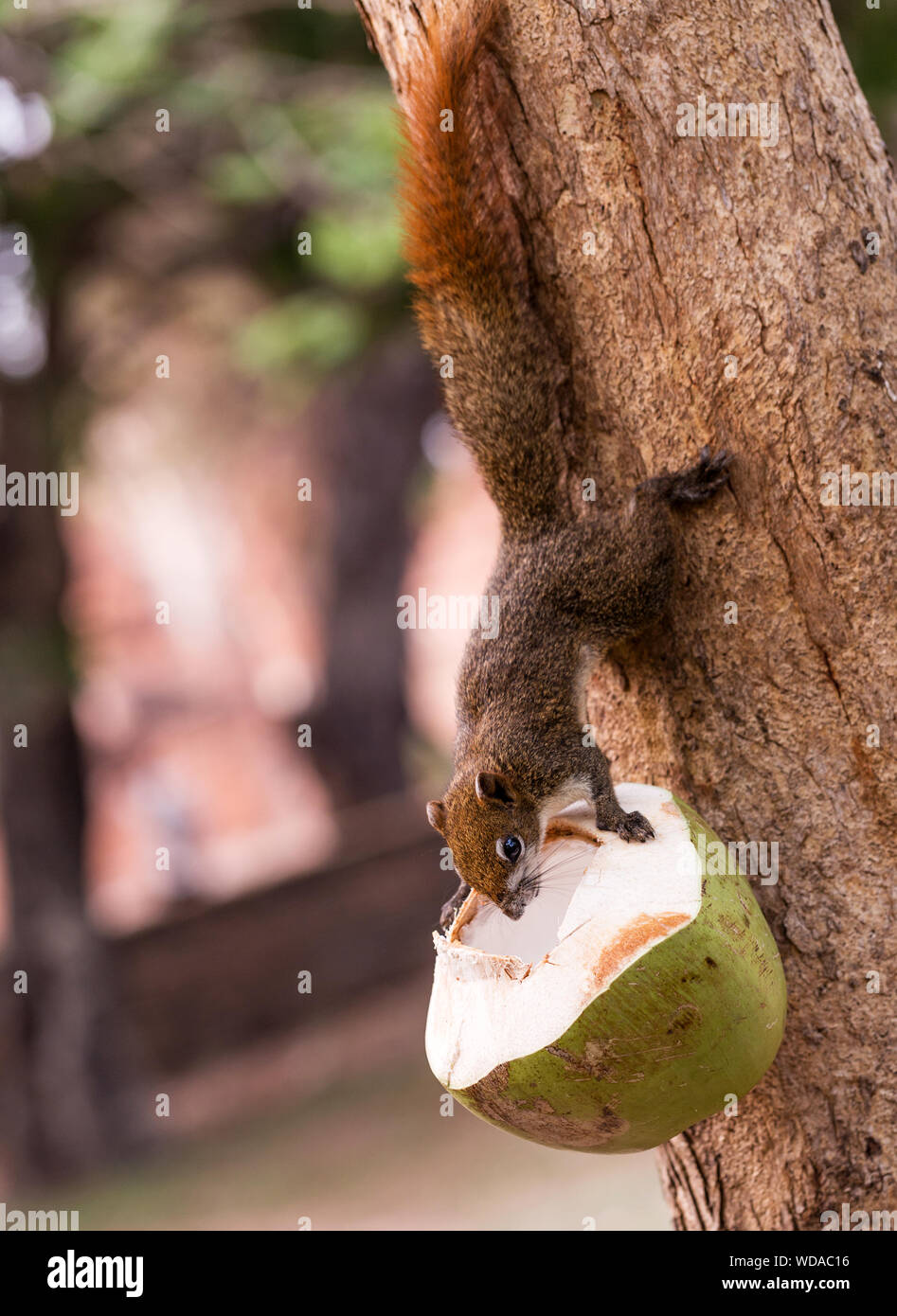 Ecureuil Mangeant De La Noix De Coco Banque De Photographies Et D Images A Haute Resolution Alamy