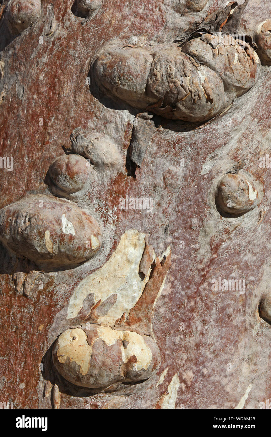 Close up of River Red Gum bark, Euro Ridge, Larapinta Trail, West McDonnell Ranges, Territoire du Nord, Australie Banque D'Images