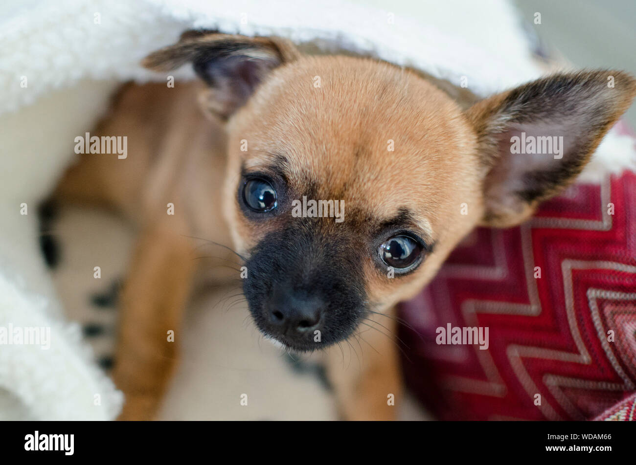 Chien chihuahua brun allongé sous sa couverture sur son lit et regardant la caméra Banque D'Images