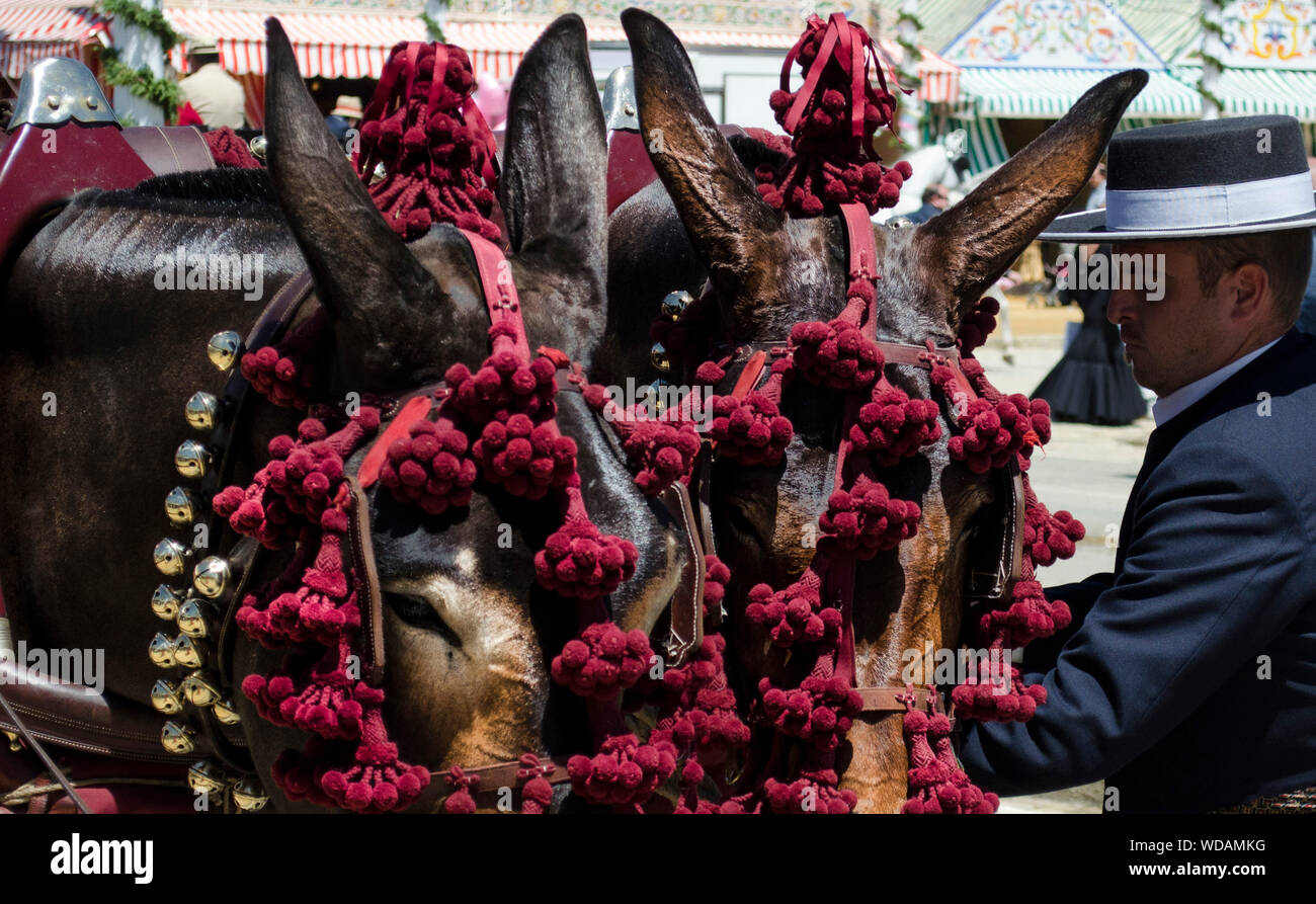 Habillé traditionnellement rider s'occuper de ses chevaux pendant la foire d'Avril de Séville Banque D'Images