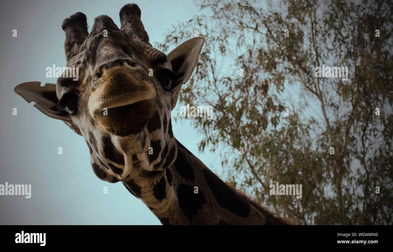 Smiling Giraffe Banque D Image Et Photos Alamy Smiling Giraffe Banque D Image Et Photos Alamy