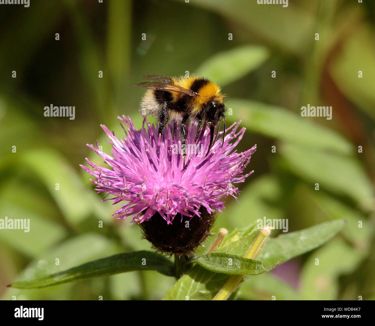 Bumblebee se nourrissant de nectar centaurée maculée Banque D'Images