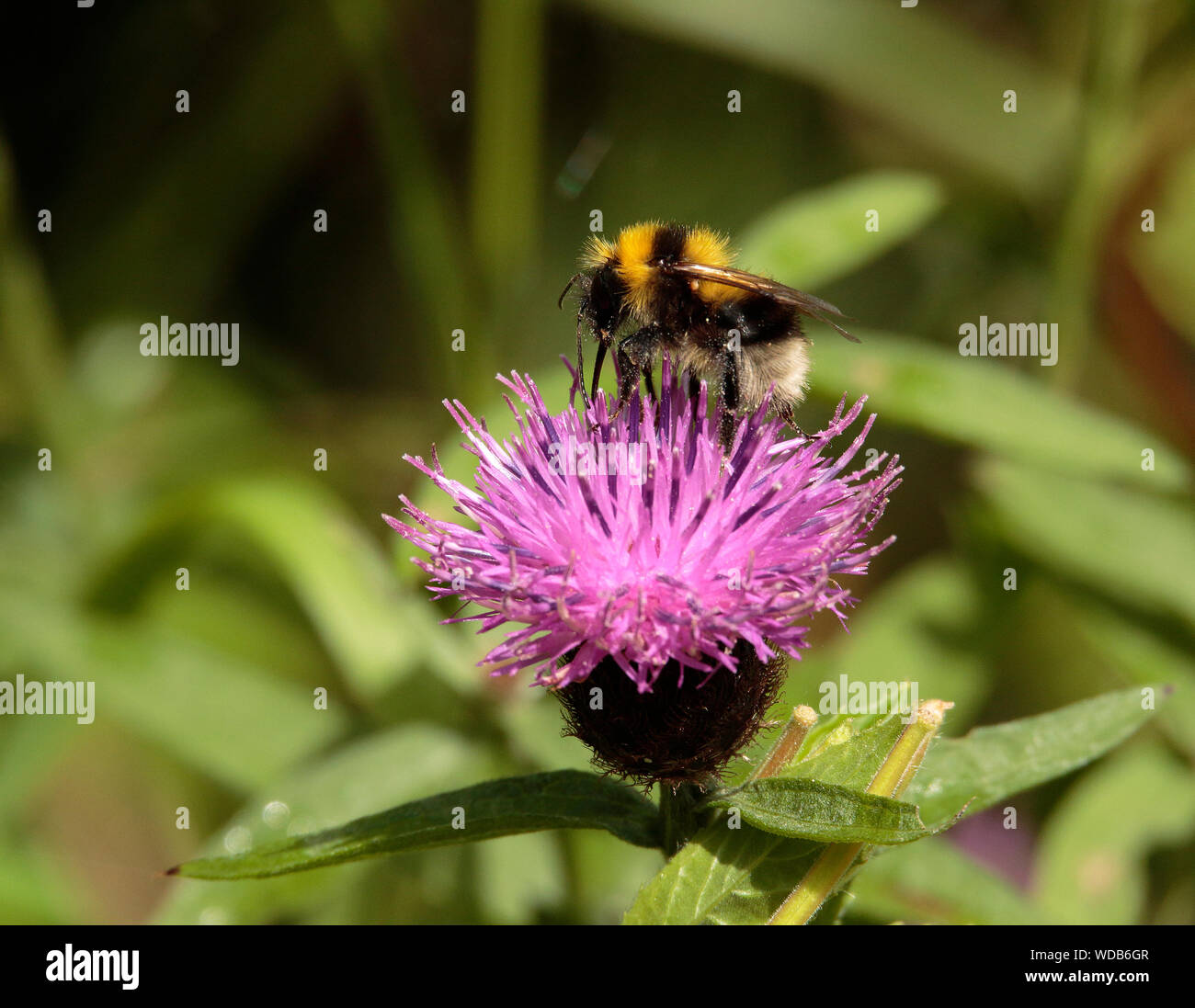 Bumblebee se nourrissant de nectar centaurée maculée Banque D'Images