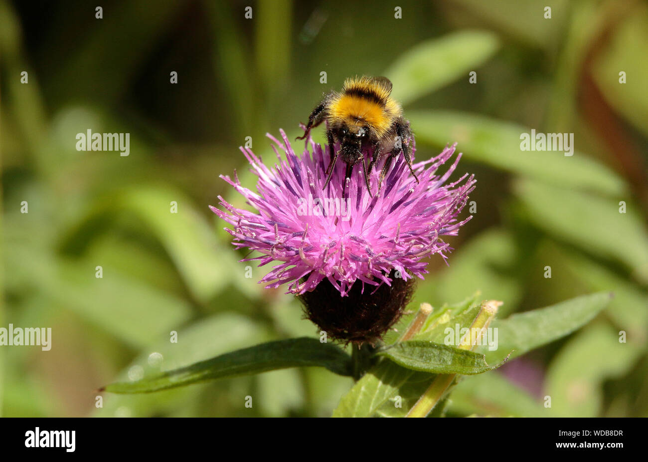 Bumblebee se nourrissant de nectar centaurée maculée Banque D'Images