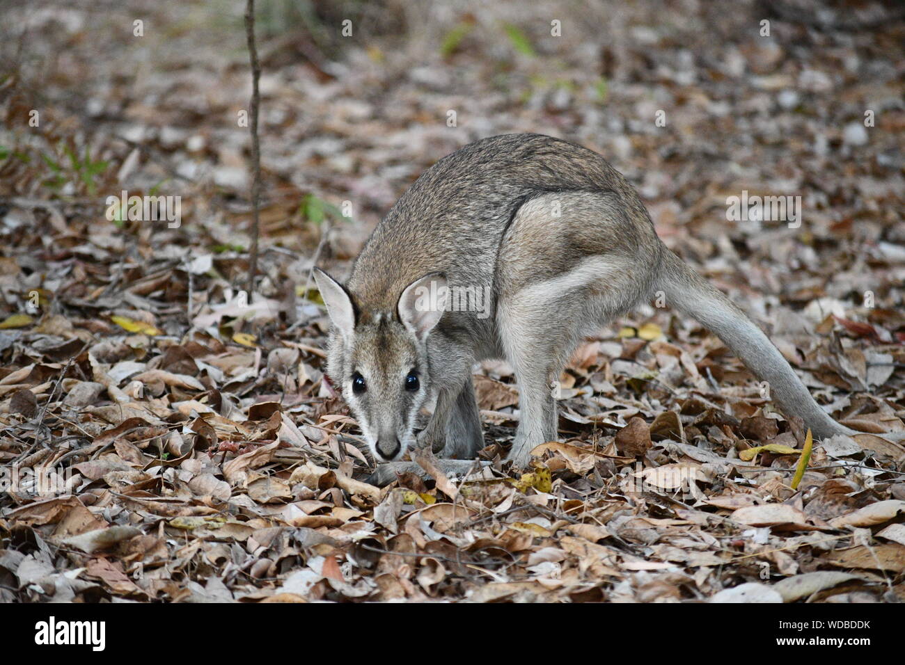 Parc national de Wallaby Lakefield au visage joli ou à queue whip-tail Cape York Queensland Banque D'Images