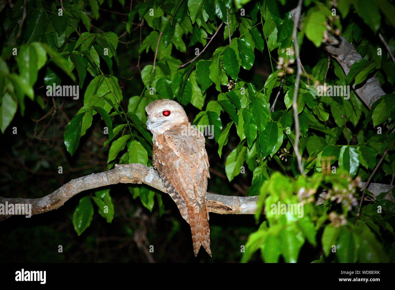 Oiseau nocturne papouan Frogmouth du nord de l'Australie Banque D'Images