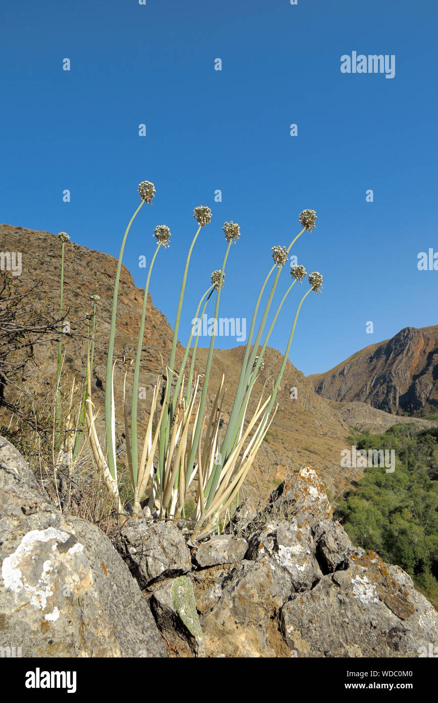 Un oignon sauvage pousse au Kirghizistan. L'allium galanthum. Banque D'Images