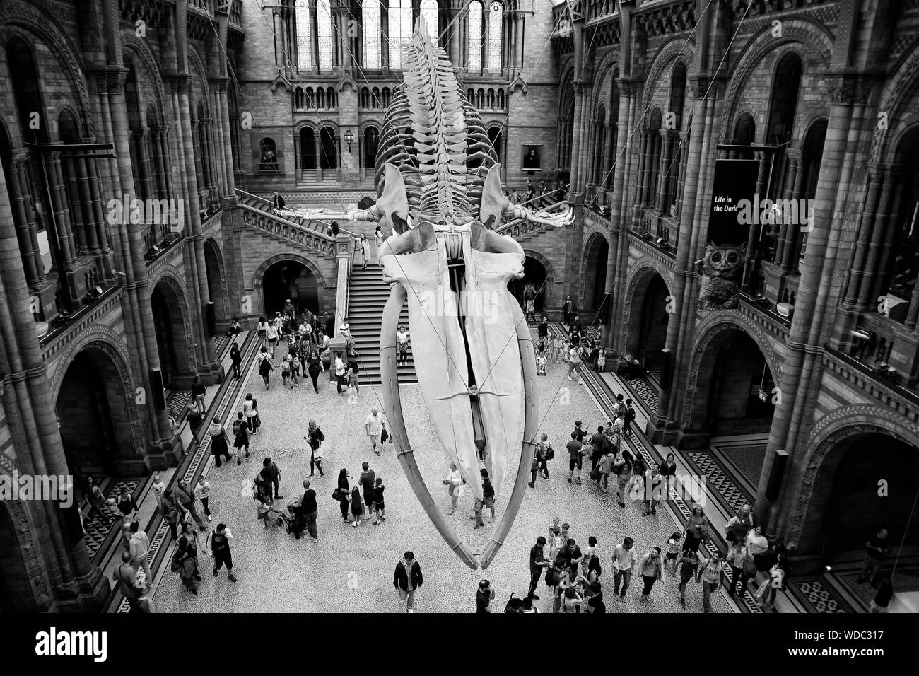 Le Natural History Museum, Londres Banque D'Images