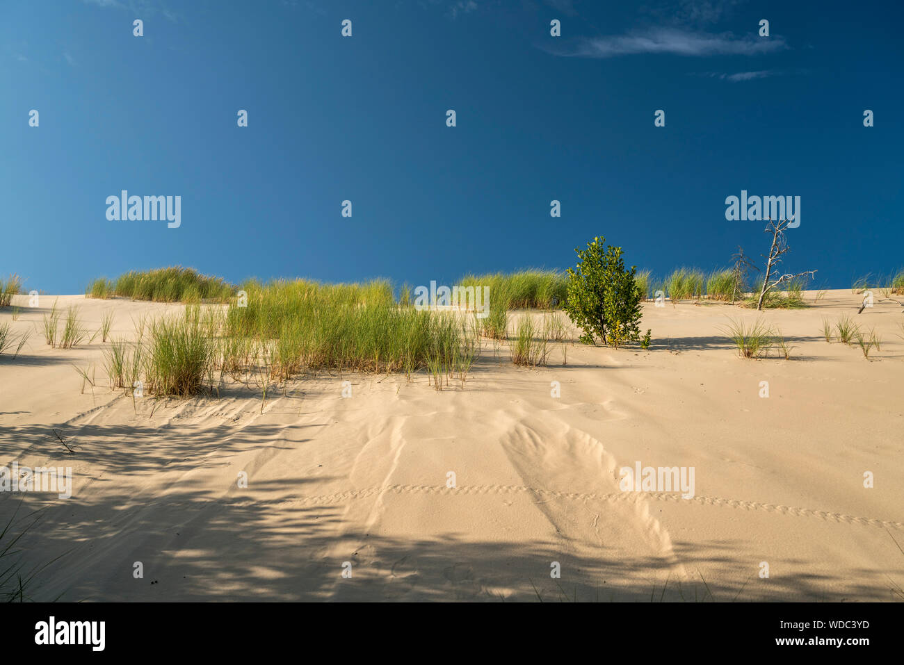 Wanderdünen Slowinzischer sable, Nationalpark, Pommern, Polen, Europa | Déménagement dunes de sable, le Parc National Slowinski, Poméranie, Pologne, Europe Banque D'Images