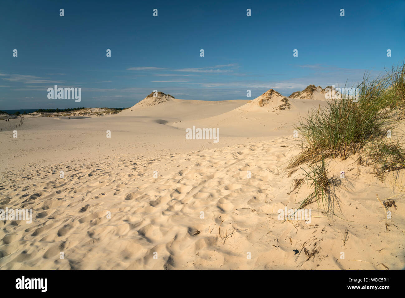 Wanderdünen Slowinzischer sable, Nationalpark, Pommern, Polen, Europa | Déménagement dunes de sable, le Parc National Slowinski, Poméranie, Pologne, Europe Banque D'Images