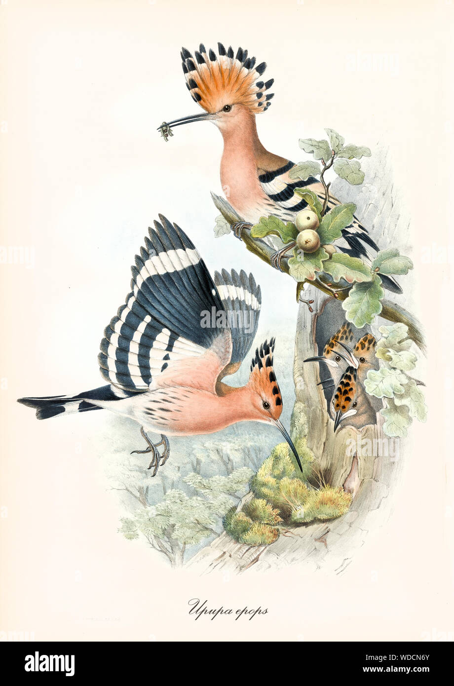 Famille de rose avec une couronne de plumes sur leur tête. Ils volent près du nid. Vieille illustration d'huppe fasciée (Upupa epops). Par John Gould publ. À Londres 1862 - 1873 Banque D'Images