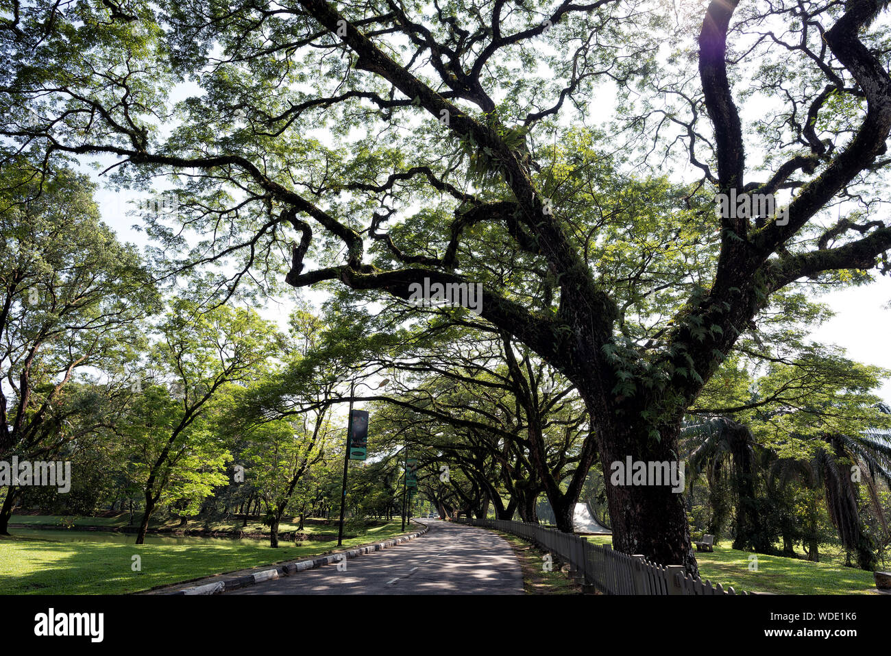 Taiping, Malaisie - 22 Jun, 2018 : vieux bouleau, avec de longues branches le long du lac Taiping Taiping, le jardin, la Malaisie - Les Jardins du Lac Taiping également appelé Ta Banque D'Images