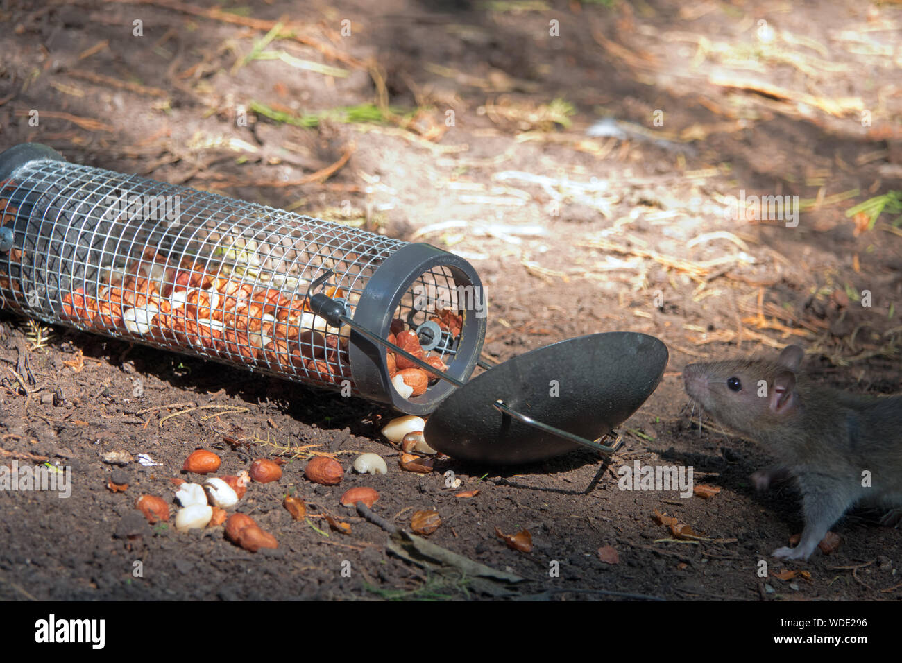 Les écrous de manger des rats une mangeoire qui avait chuté sur le sol forestier Banque D'Images