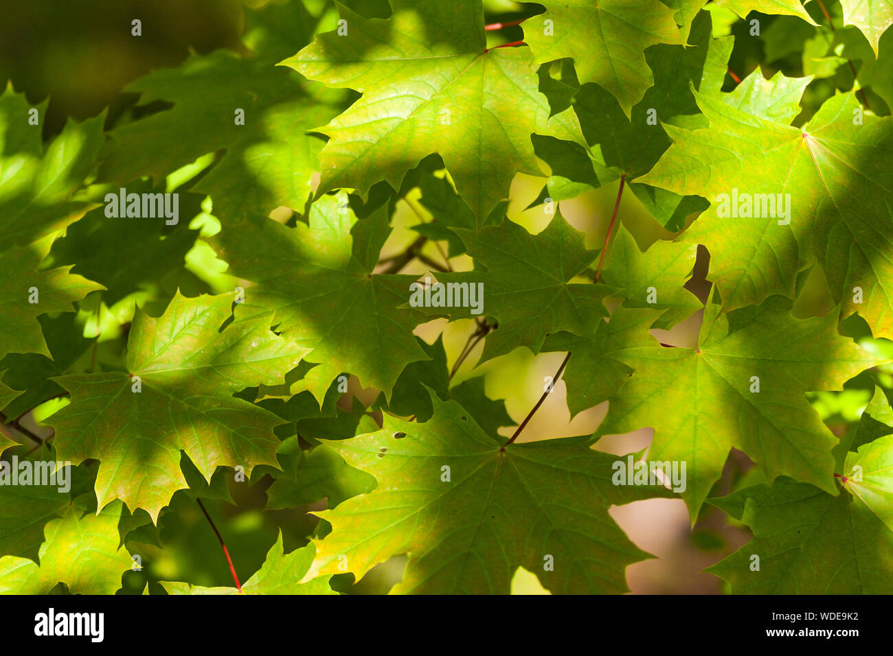 Vue rapprochée de feuilles sur un sycomore dans la lumière du soleil pommelé Banque D'Images