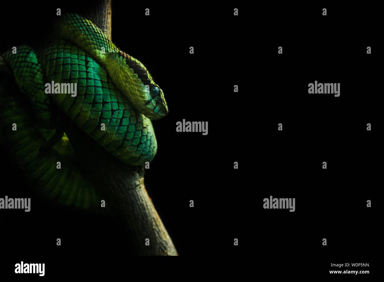 Close-up of Green Snake sur Branch sur fond noir Banque D'Images