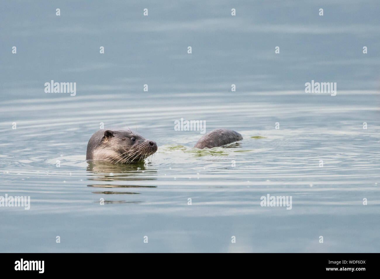 Otter swimming in Cresswell Northumberland, tête et queue montrant hors de l'eau. Banque D'Images