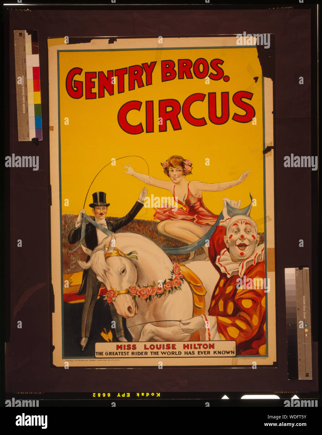 Gentry Bros circus Mlle Louise Hilton, le plus grand pilote que le monde ait jamais connue / / Ptg National & Eng. Co., Chicago, New York et Saint Louis. Abstract/moyenne : 1 print (affiche) : chromolithographie 105 x 72 cm. Banque D'Images