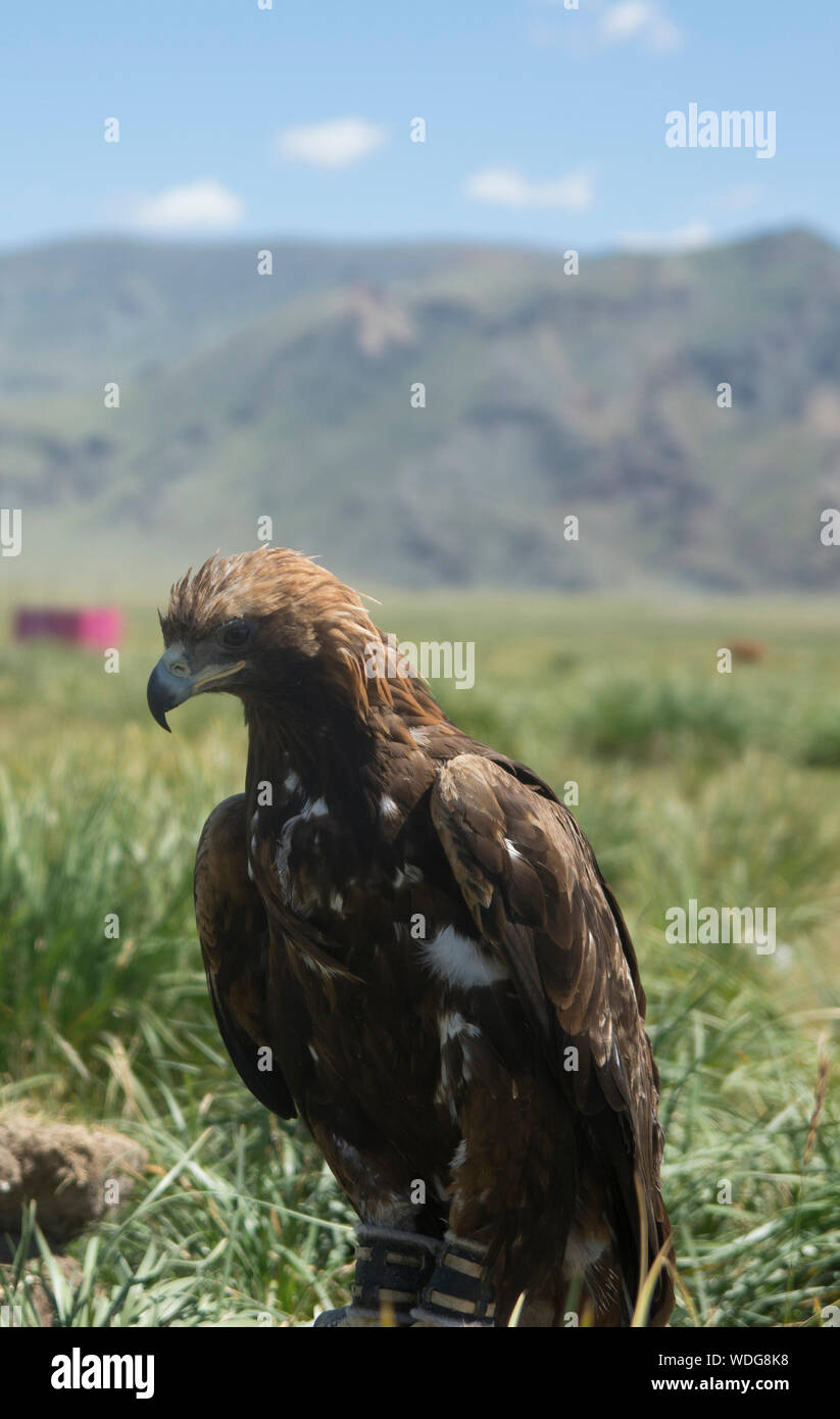 Golden Eagle en Mongolie Banque D'Images