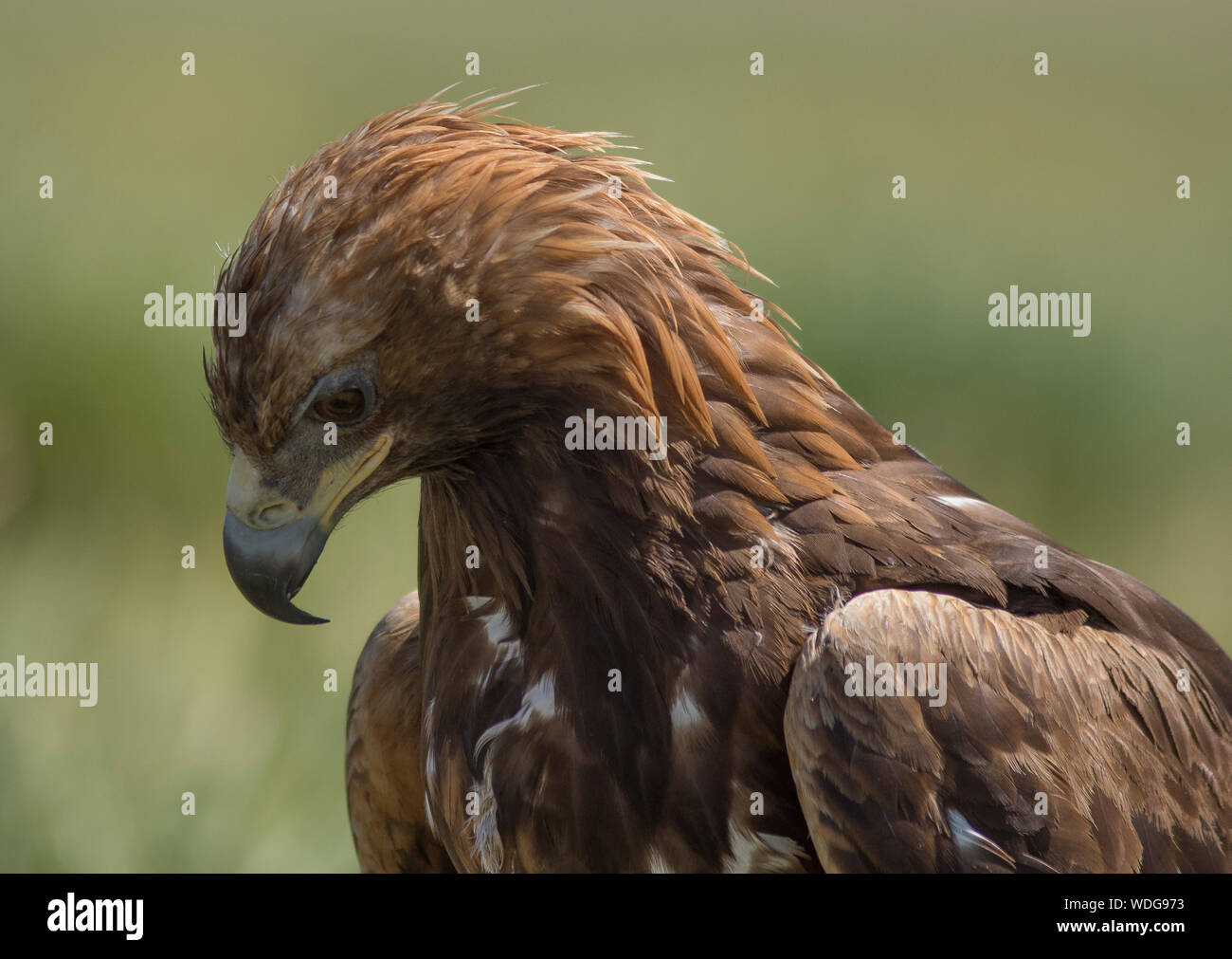 Golden Eagle en Mongolie Banque D'Images