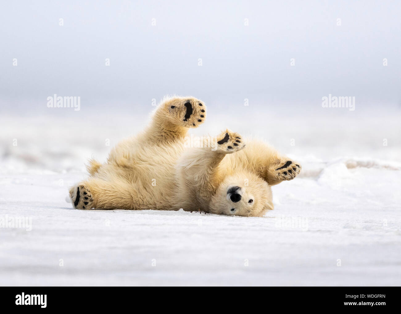 Ourson Polaire Fourrure Nettoyage Sur La Neige Apres La Tetee Avec Maman Kaktovik Alaska Photo Stock Alamy