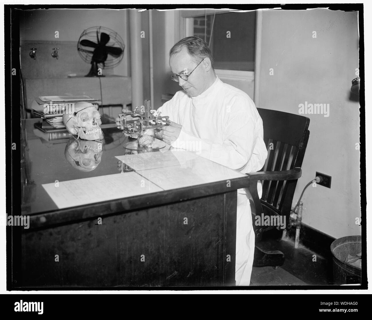 À l'Université de Georgetown ont brain institute. Washington, D.C., le 15 septembre. Un institut du cerveau, sans égal dans le monde, est mis en place ici par Georgetown University Medical School, sous la direction de M. Othamr Solnitsky, de l'Allemagne. Le Dr Solnitsky a déjà recueilli plusieurs milliers de cerveaux du monde entier, qui sera utilisé à des fins expérimentales, et prend des dispositions avec l'enquête biologique et le Bureau des pêches à fournir un approvisionnement de cerveau des vertébrés de l'Amérique du Nord. Les installations de l'institut seront mises à la disposition de chercheurs et de p Banque D'Images