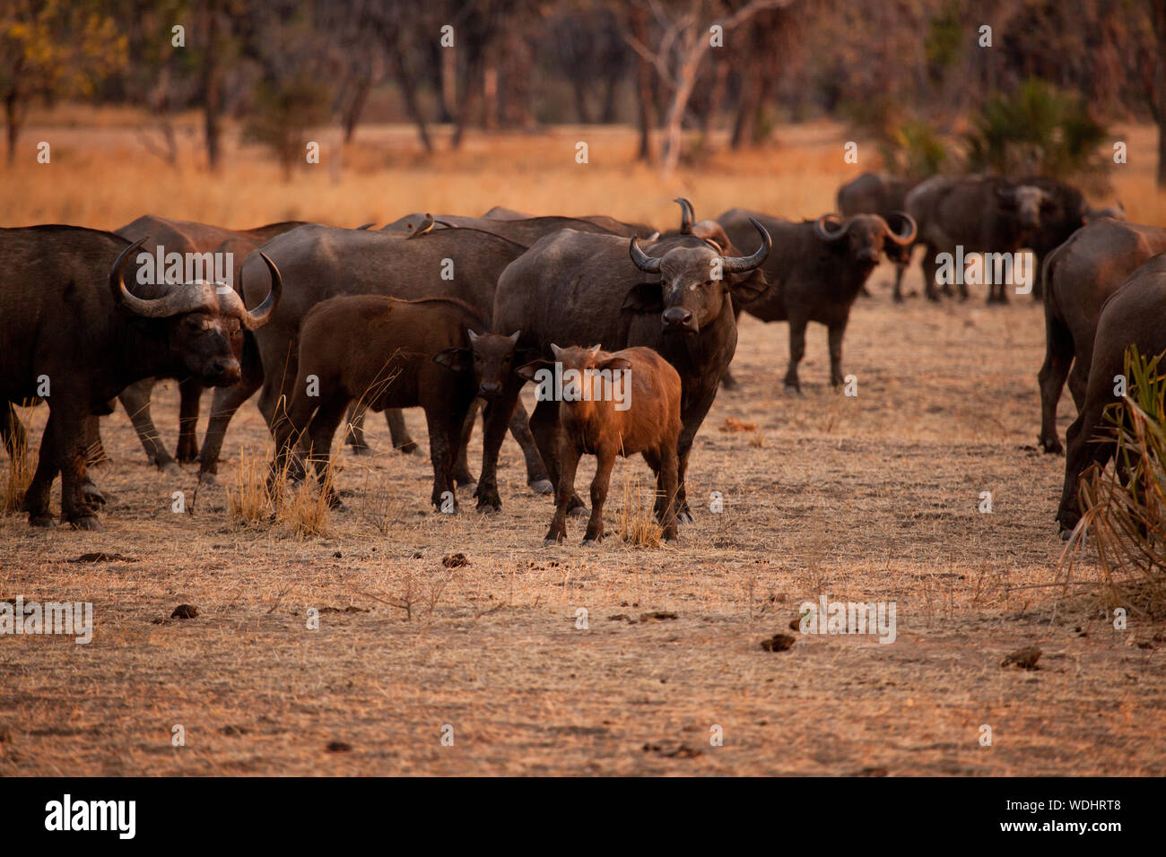 Un jeune veau ressemble à un troupeau de Buffle africain au crépuscule. L'un des big five et considéré comme l'un des plus dangereux en Afrique. Banque D'Images