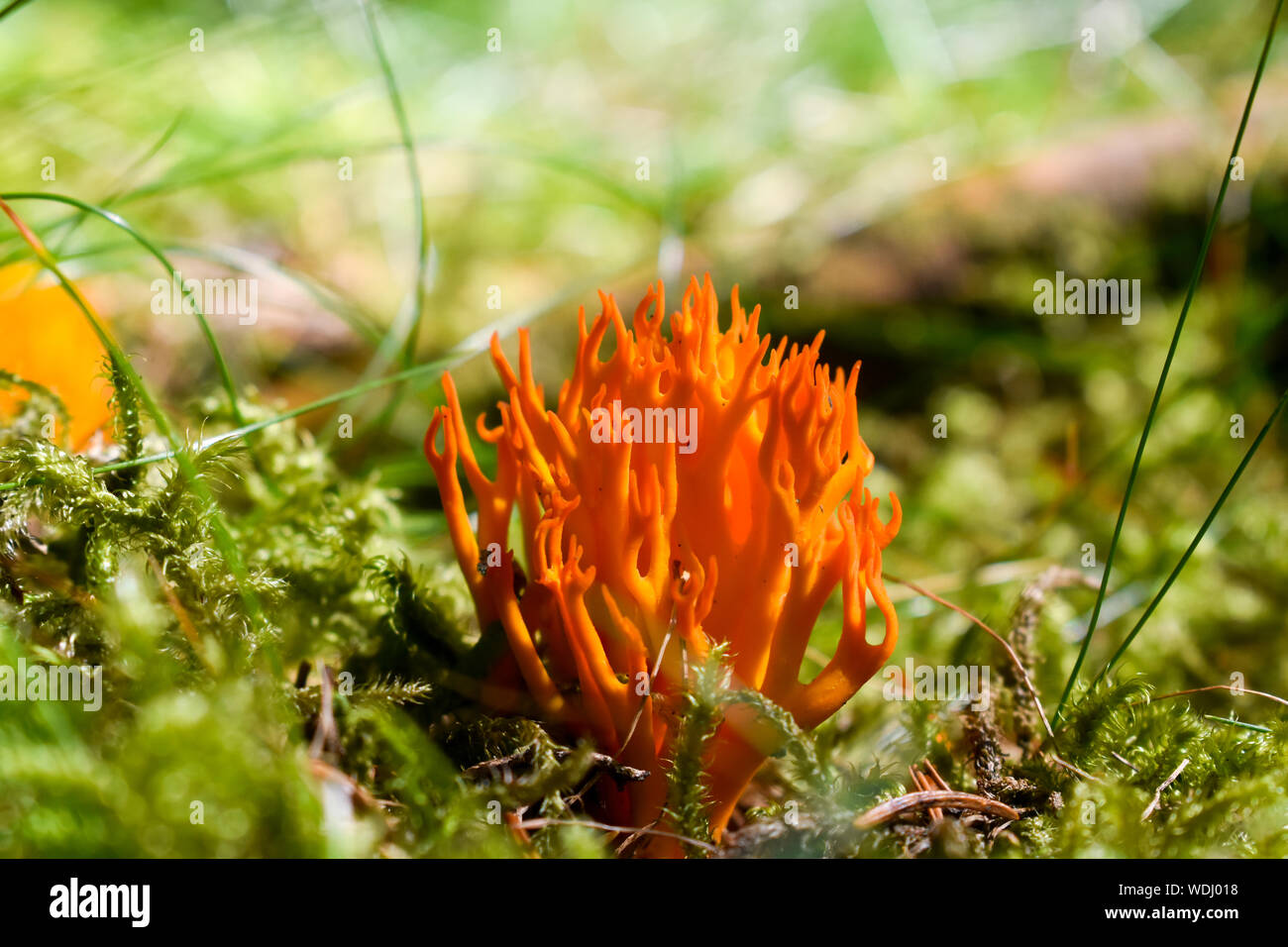 Orange corail (Ramaria urée) champignon. Banque D'Images