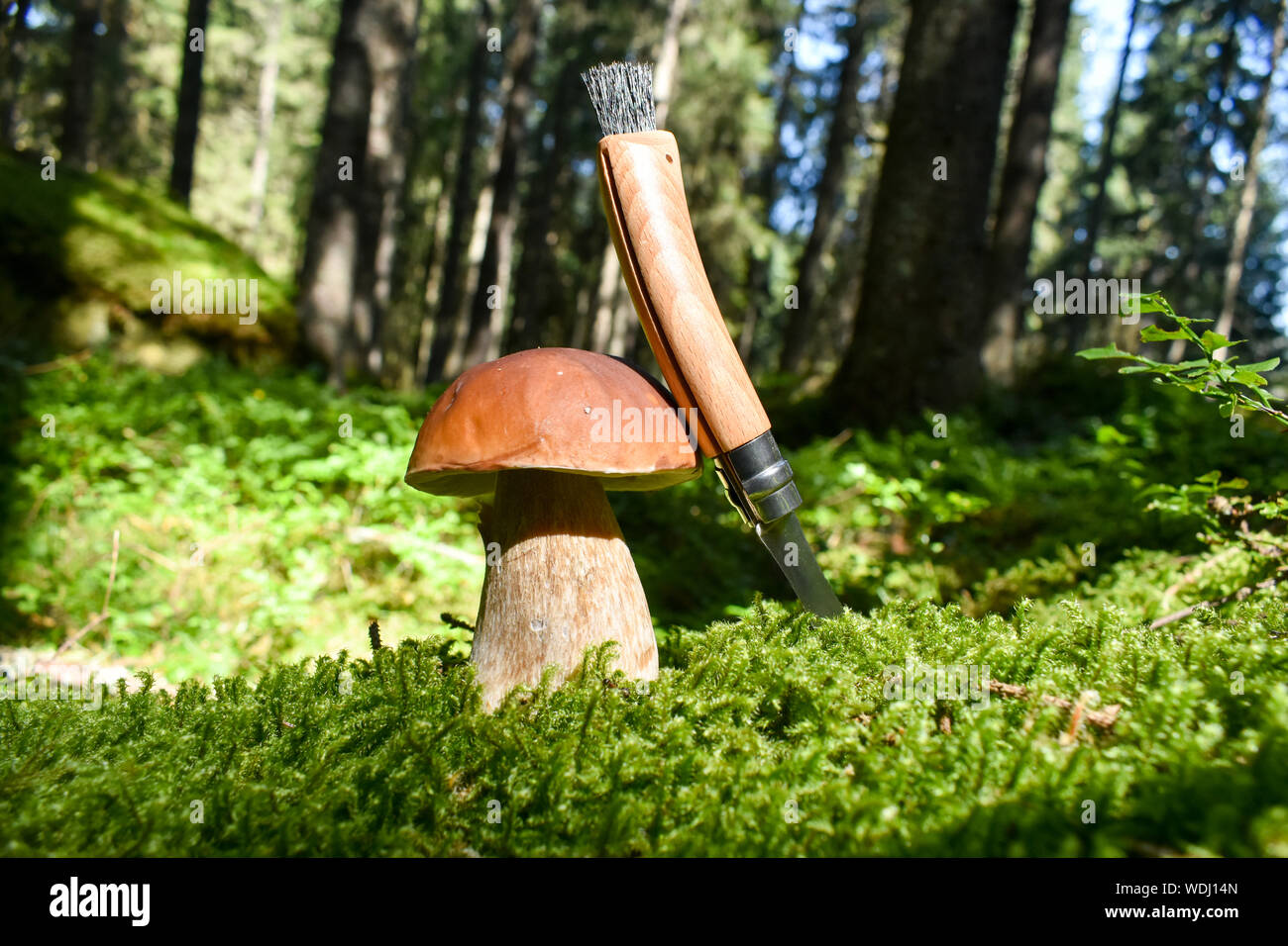 Boletus edulis (penny bun, cep, porcino ou cèpes avec muschroom-couteau. Banque D'Images