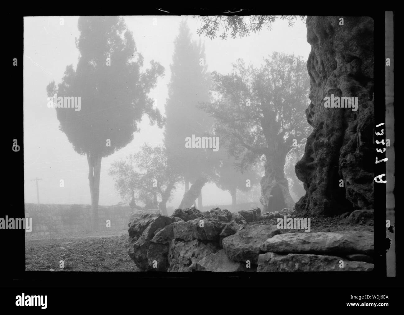 Gethsémani. Jardin de Geth[semane] dans le brouillard Abstract/medium : G. Eric et Edith Matson Photograph Collection Banque D'Images