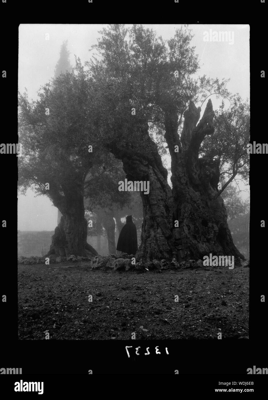 Gethsémani. Jardin de Geth[semane] dans le brouillard Abstract/medium : G. Eric et Edith Matson Photograph Collection Banque D'Images