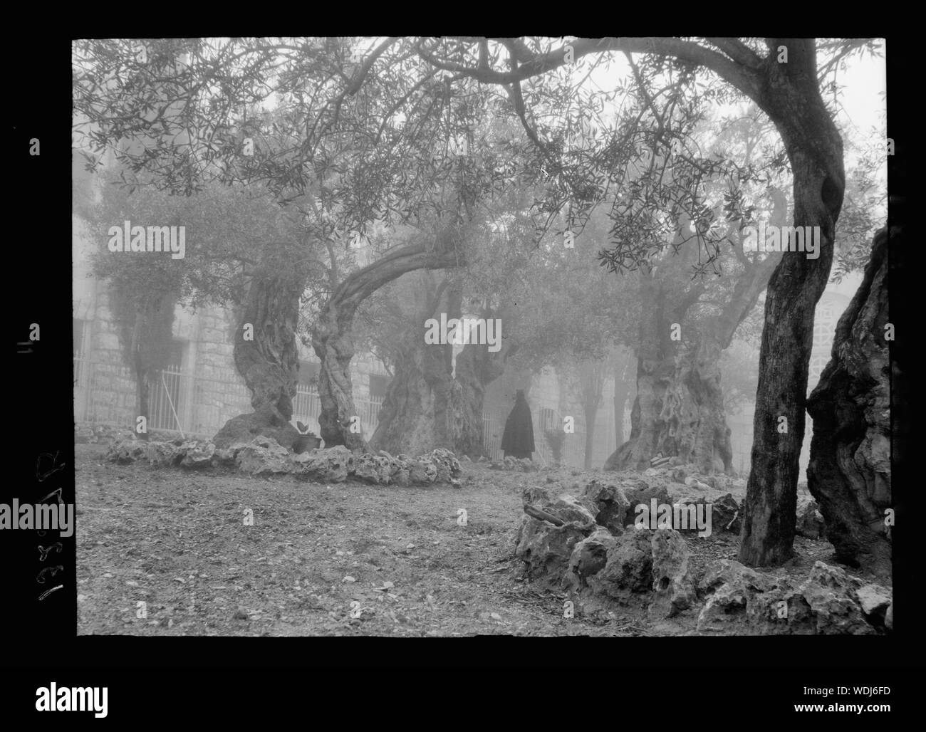 Gethsémani. Jardin de Geth[semane] dans le brouillard Abstract/medium : G. Eric et Edith Matson Photograph Collection Banque D'Images