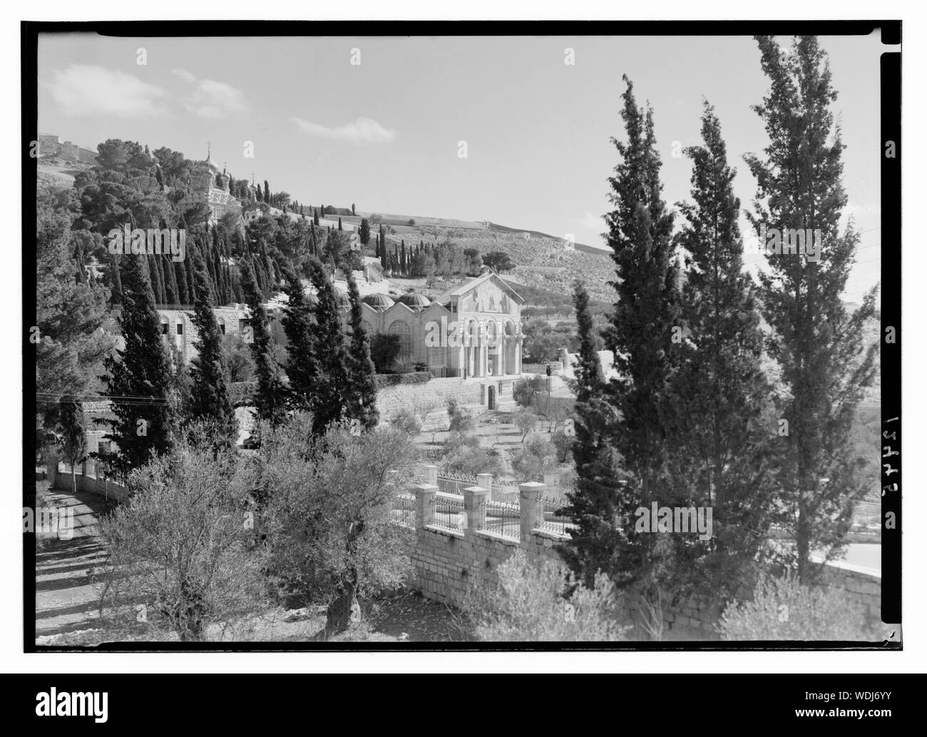 Gethsémani par cyprès Abstract/medium : G. Eric et Edith Matson Photograph Collection Banque D'Images