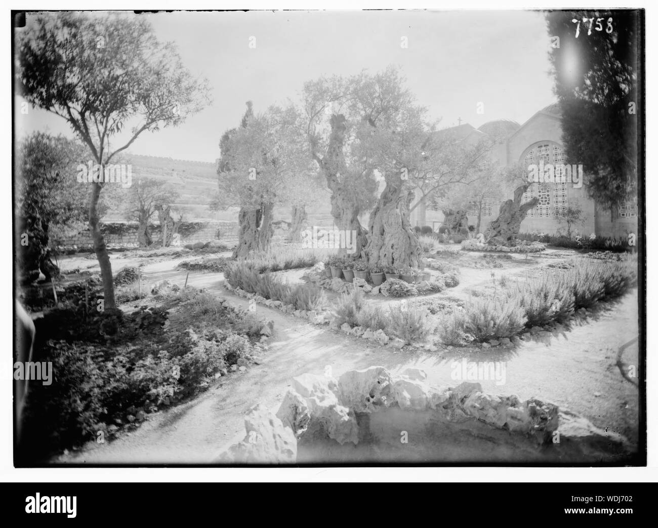 Jardin de Gethsémani, Abstract/medium : G. Eric et Edith Matson Photograph Collection Banque D'Images