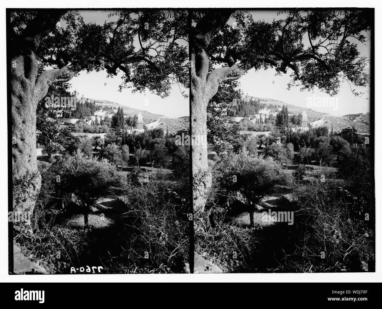 Gethsémani de partout au Kedron [c.-à-d., de Cédron]. Résumé arbres surplombant/medium : G. Eric et Edith Matson Photograph Collection Banque D'Images