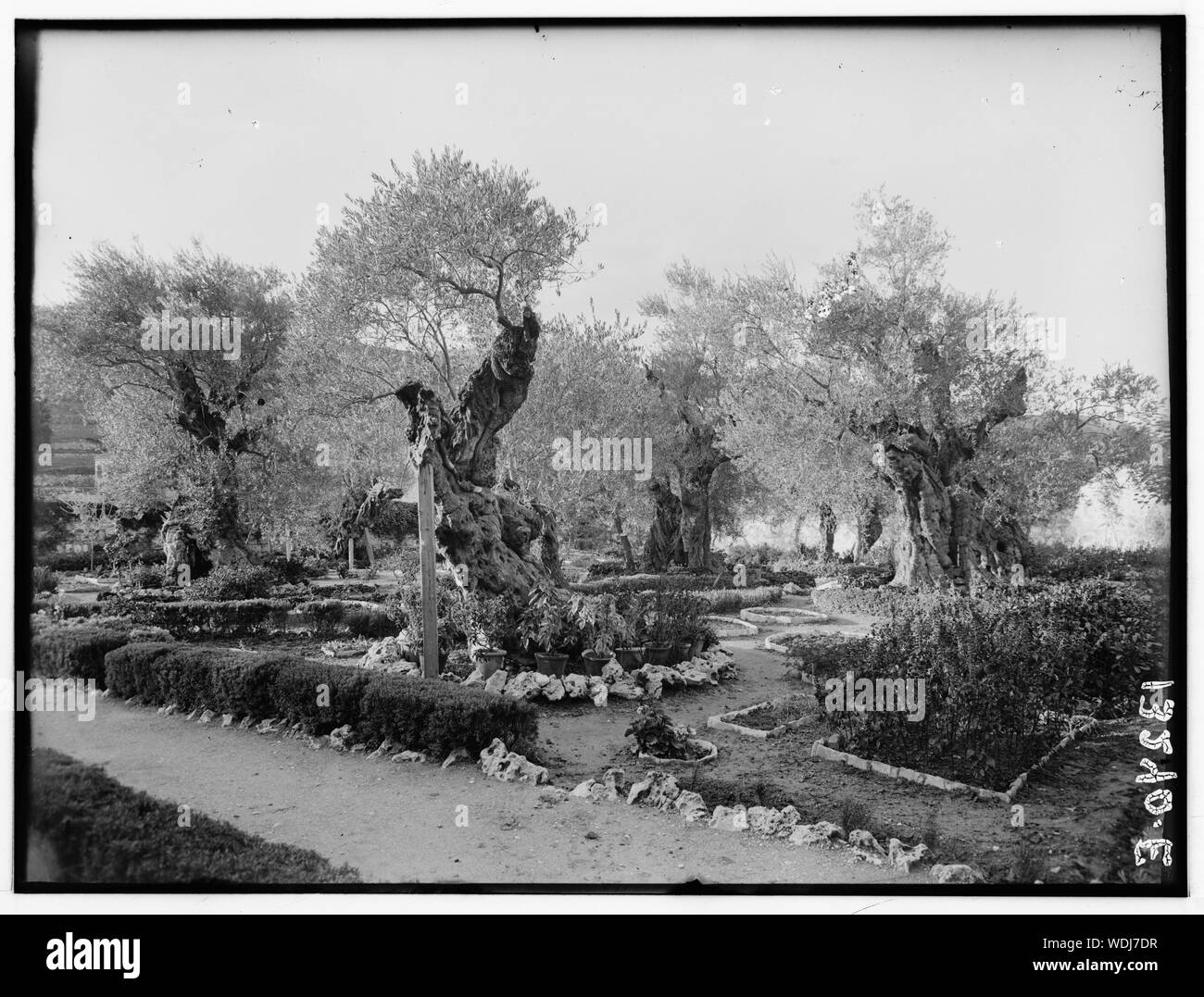Dans le jardin de Gethsémané, Abstract/medium : G. Eric et Edith Matson Photograph Collection Banque D'Images