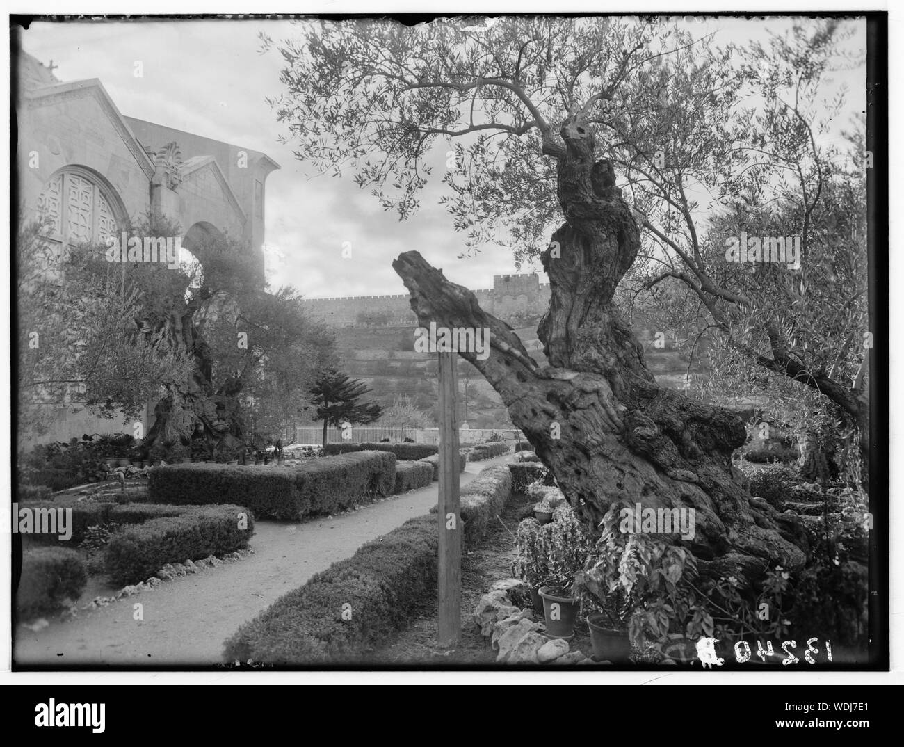 Dans le jardin de Gethsémané, Abstract/medium : G. Eric et Edith Matson Photograph Collection Banque D'Images