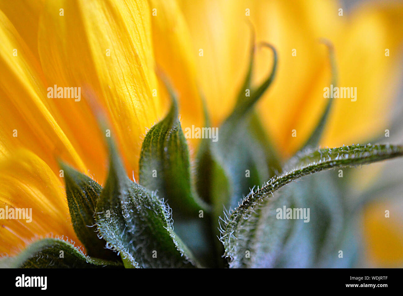 Close-up des sépales des fleurs jaune Banque D'Images