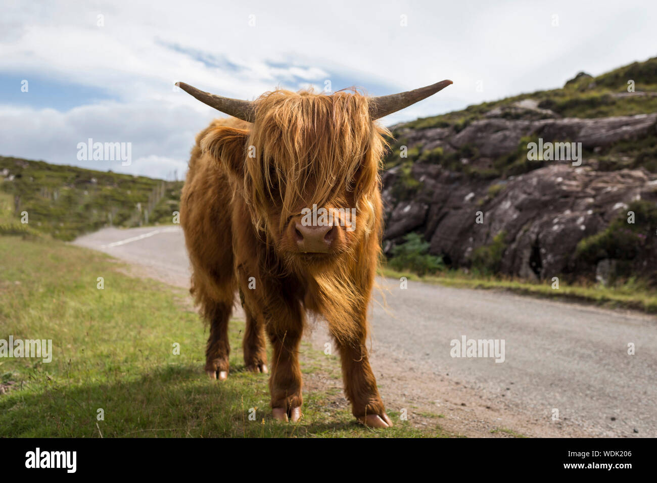 Paysage avec des Highlands écossais en écosse vache veau's highlands Banque D'Images