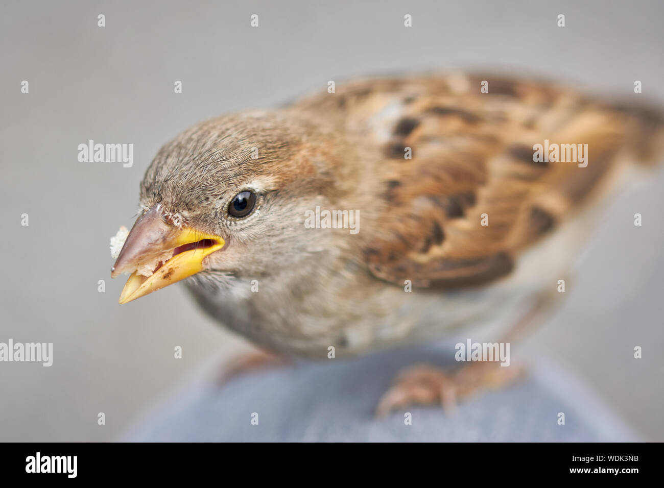 Petit oiseau d'ailier mignon mangeant de la nourriture pour oiseaux sur les genoux (Passer domesticus) Banque D'Images