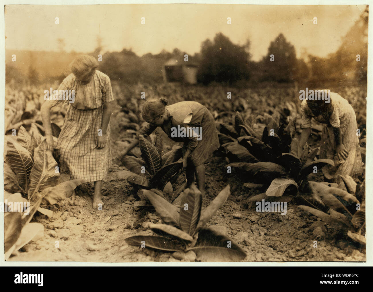 Les filles la vermifugation du tabac. Myrtle 10, Alain 12 et Florence 13 ans. Frère et soeur 14 16. Père, John Richard loue ferme près de l'école du centre. Résumé : des photographies sur les dossiers de la Commission nationale sur le travail des enfants (États-Unis) Banque D'Images