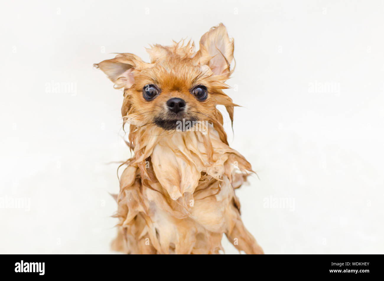 Drôle de petit chien chiot pomeranian prendre un bain Banque D'Images