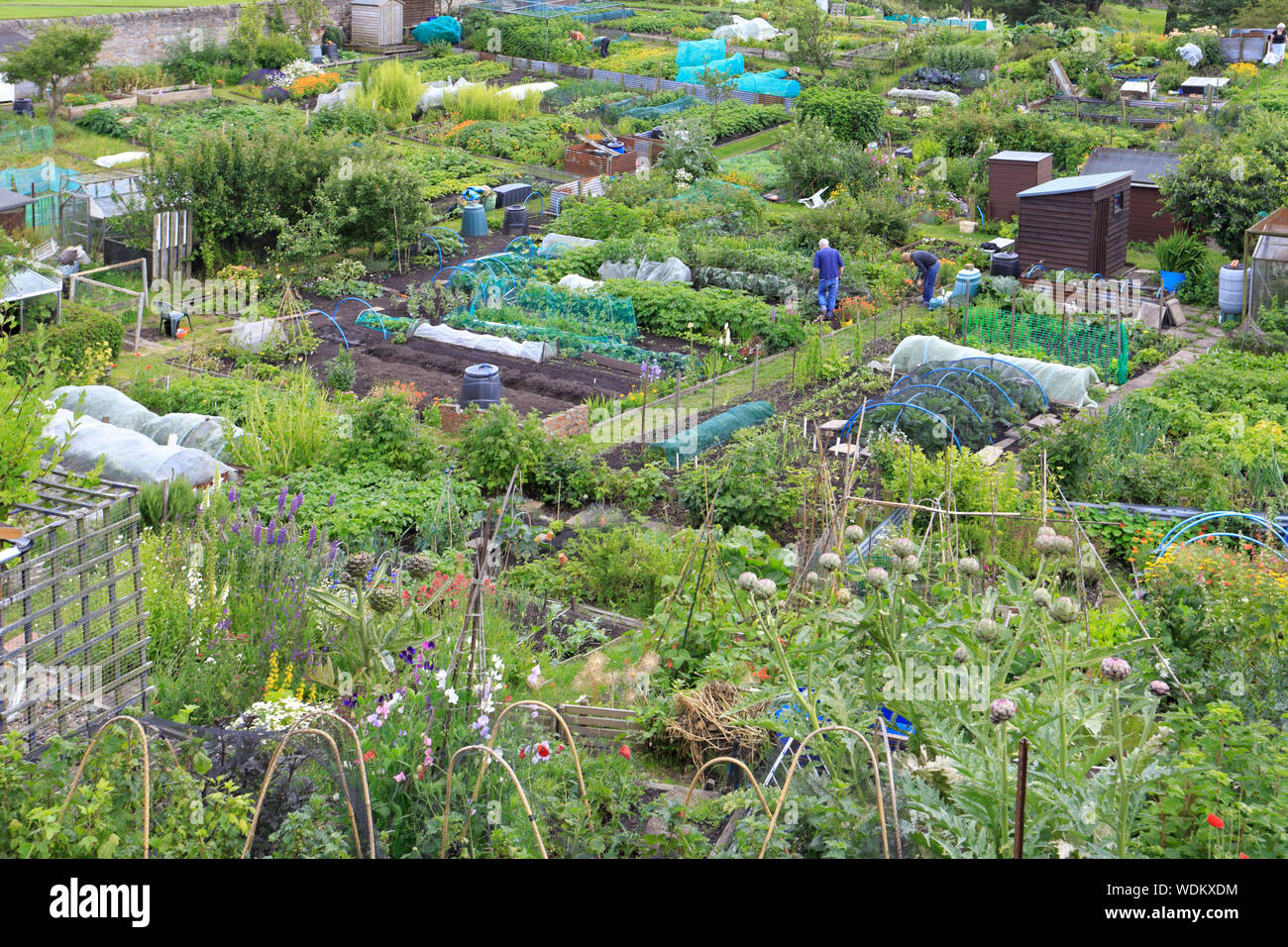 Dans Carnforth, Northumberland, England, UK. Banque D'Images