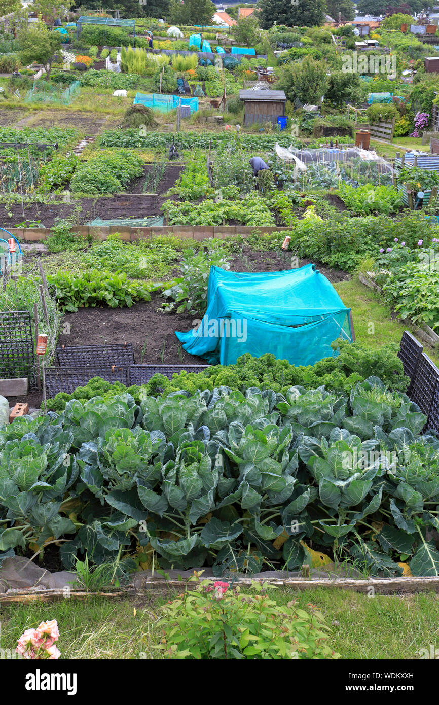 Dans Carnforth, Northumberland, England, UK. Banque D'Images