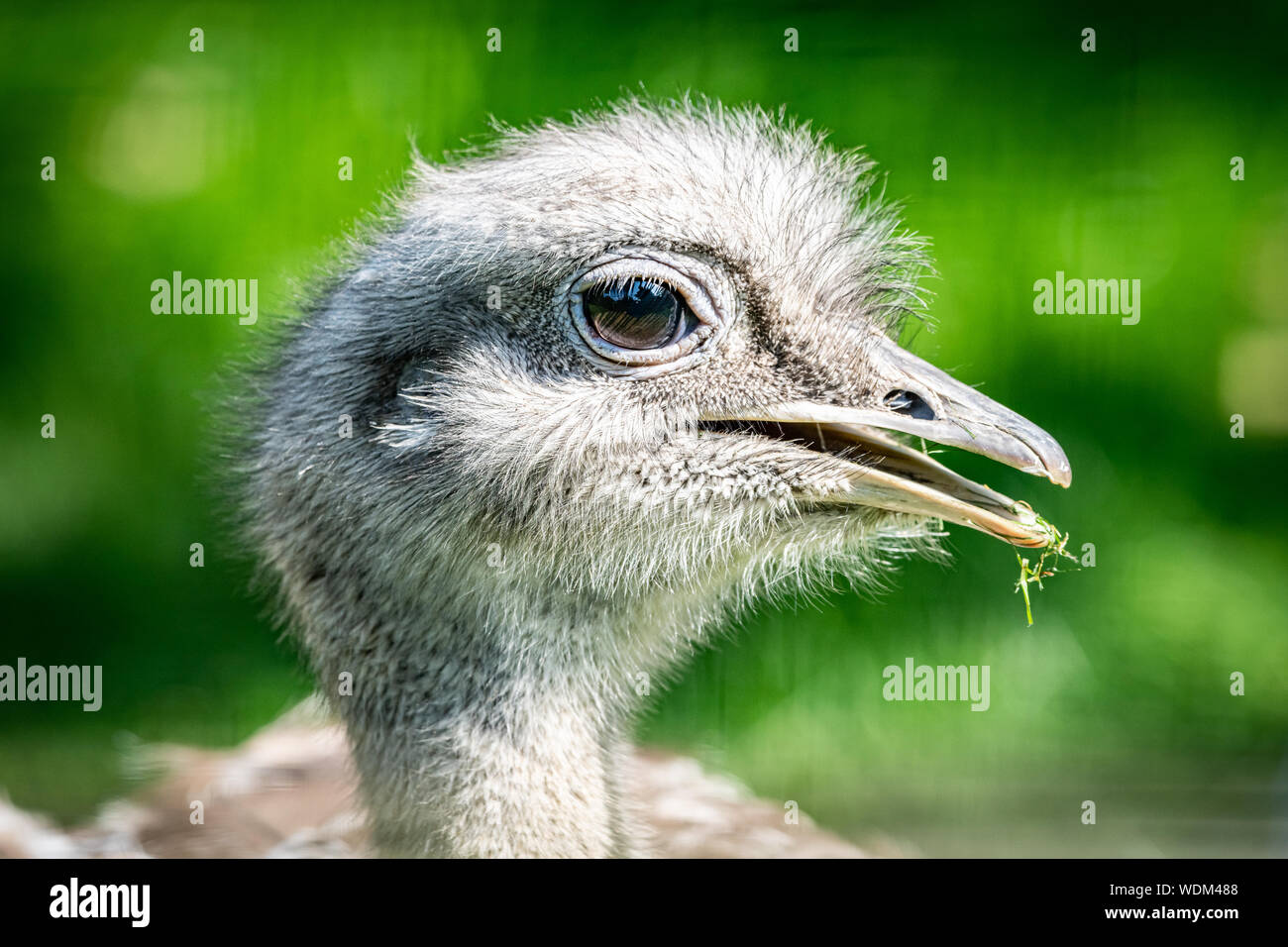 Edinburgh, Royaume-Uni. 27 août 2019. Darwin's Nandou (Rhea pennata) ou moins Nandou au Zoo d'Edimbourg, Ecosse. Banque D'Images