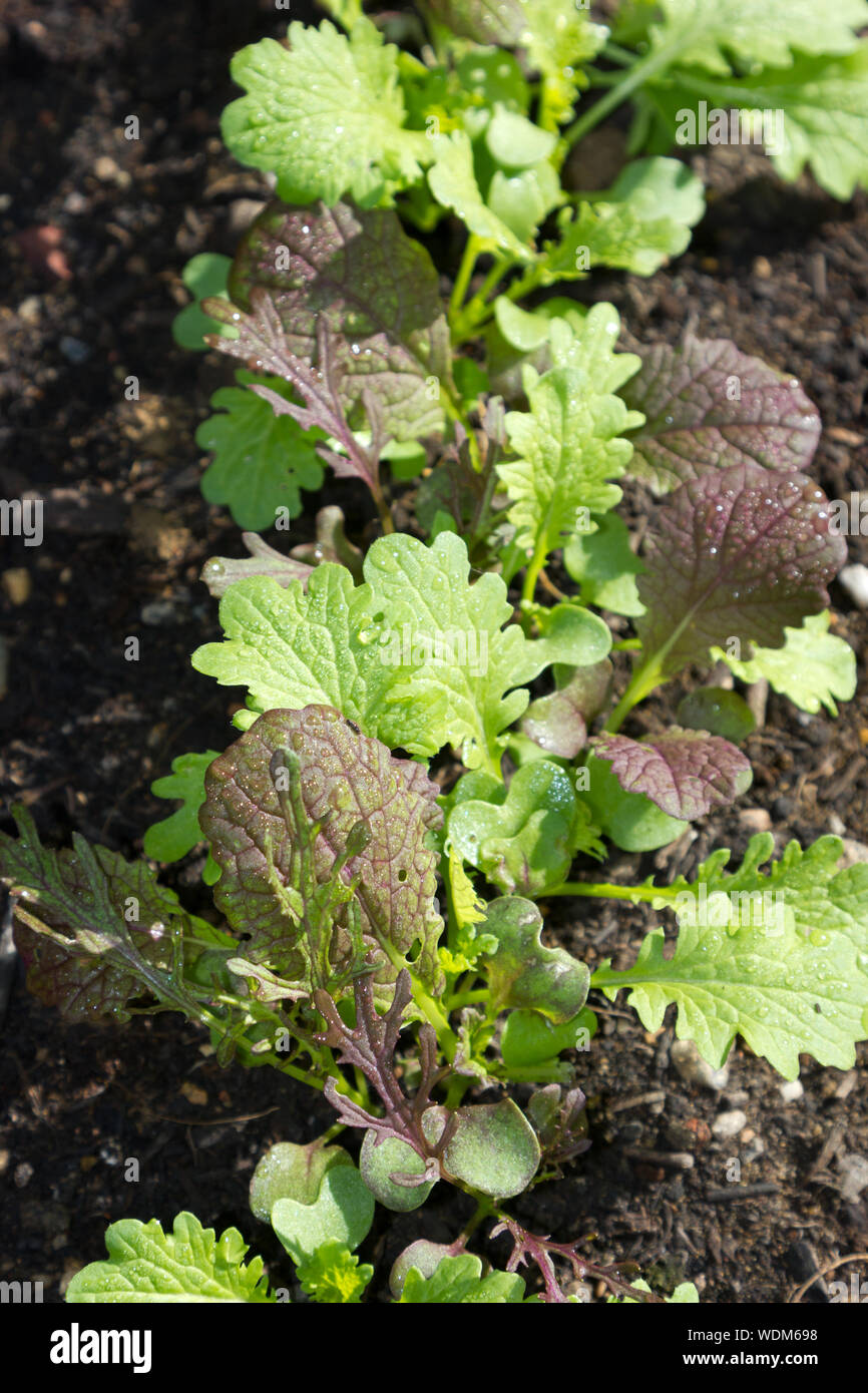 De plus en plus bébé salade dans un jardin Banque D'Images