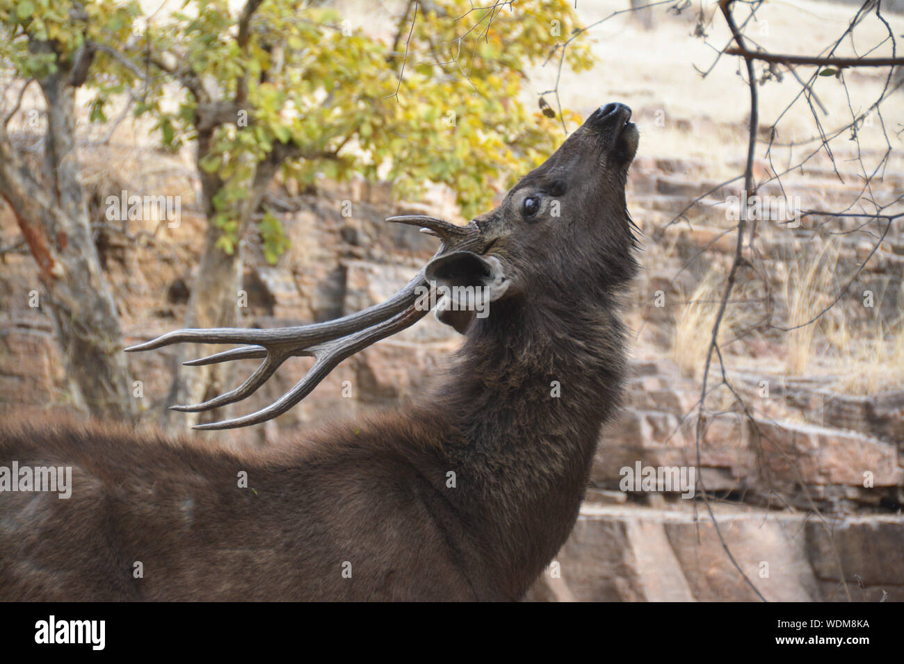 Deer Aller au Rathambore, Inde Banque D'Images