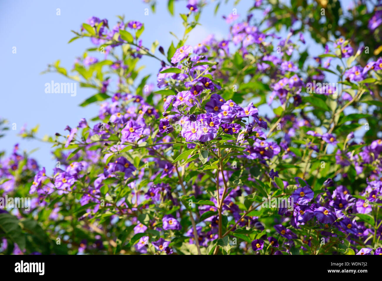 Enzianstrauch Kartoffelblume Kartoffelbaum,, (Lycianthes rantonnetii) Banque D'Images